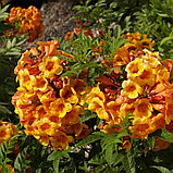 Кампсис укореняющийся (Сampsis radicans), С3, фото 3