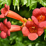 Кампсис укореняющийся (Сampsis radicans), С3, фото 4