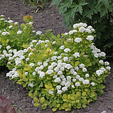 Спирея березолистная "Тор Голд" (Spiraea betulifolia 'Tor Gold') , С3, фото 2