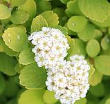 Спирея березолистная "Тор Голд" (Spiraea betulifolia 'Tor Gold') , С3, фото 3