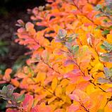 Спирея березолистная "Тор Голд" (Spiraea betulifolia 'Tor Gold') , С3, фото 4