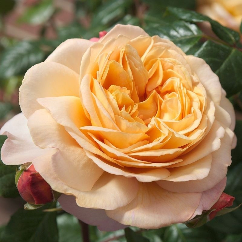 Роза ностальгическая "Капри", С5 - фото 1 - id-p220607136