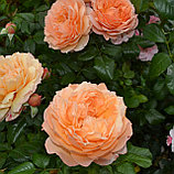 Роза ностальгическая "Капри", С5, фото 2