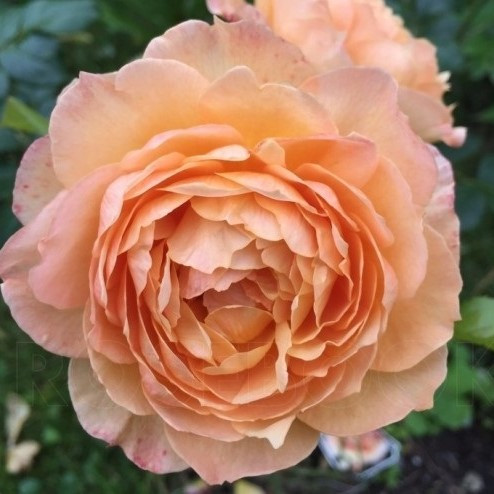 Роза ностальгическая "Капри", С5 - фото 3 - id-p220607136