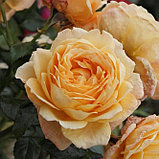Роза ностальгическая "Капри", С5, фото 4