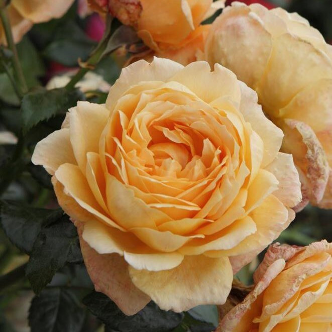 Роза ностальгическая "Капри", С5 - фото 4 - id-p220607136