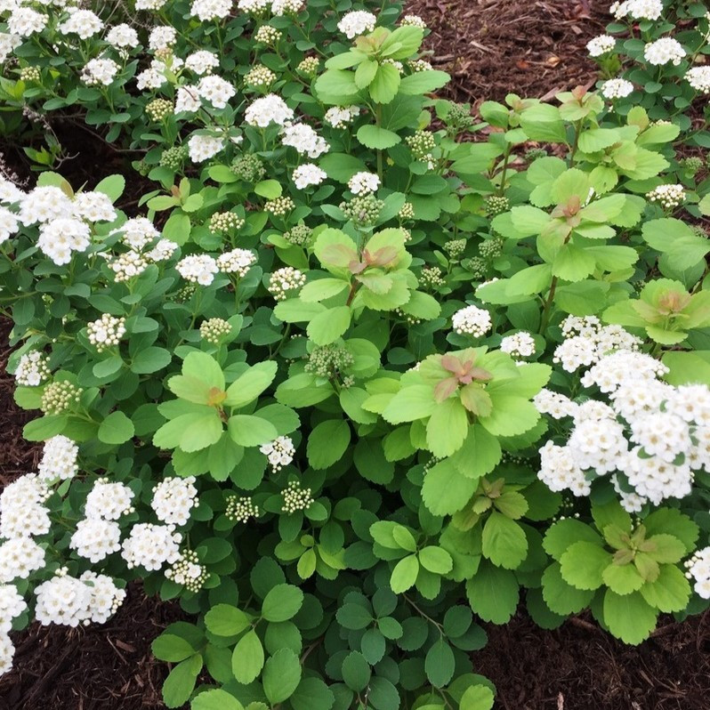 Спирея березолистная "Тор" (Spiraea betulifolia 'Tor'), С3