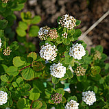 Спирея березолистная "Тор" (Spiraea betulifolia 'Tor'), С3, фото 2