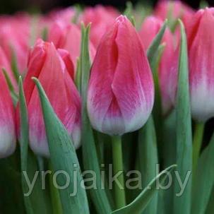 Тюльпан сорт  Bolroyal Pink, фото 2