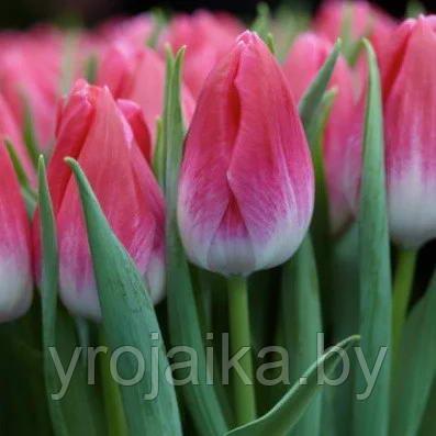 Тюльпан сорт Bolroyal Pink - фото 1 - id-p220618199