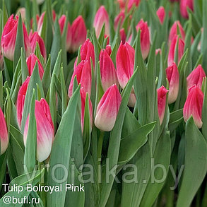 Тюльпан сорт  Bolroyal Pink, фото 2
