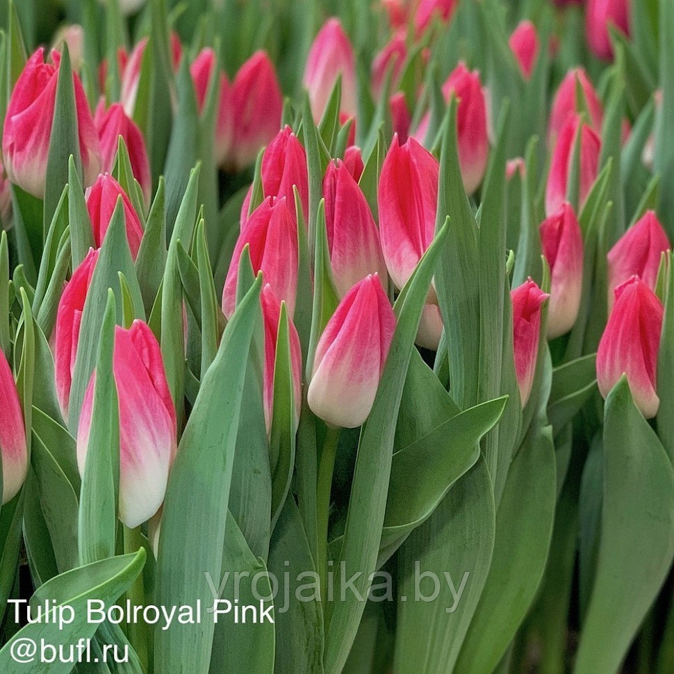 Тюльпан сорт Bolroyal Pink - фото 2 - id-p220618199
