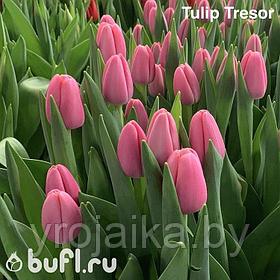 Тюльпан сорт Tresor