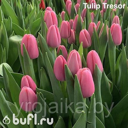 Тюльпан сорт Tresor, фото 2