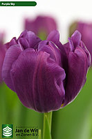 Тюльпан сорт Purple Sky