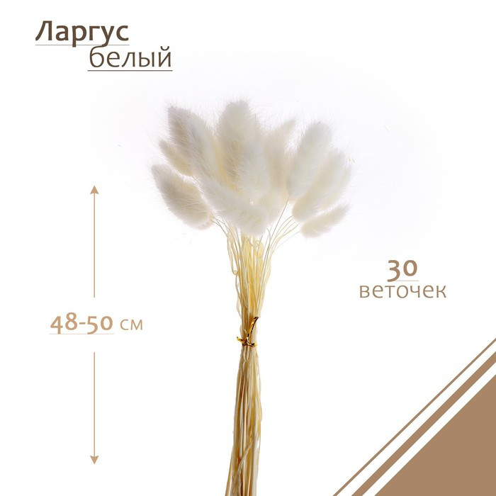 Сухие цветы лагуруса, набор 30 шт., цвет белый - фото 1 - id-p220632940