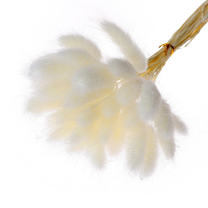 Сухие цветы лагуруса, набор 30 шт., цвет белый - фото 2 - id-p220632940