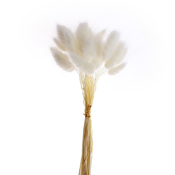 Сухие цветы лагуруса, набор 30 шт., цвет белый - фото 3 - id-p220632940
