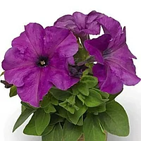 Петуния Лимбо пурпурная, семена, 7шт., (чп)