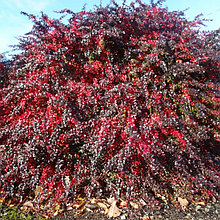Барбарис средний "Ред Джевел" (Red Jewel), С2