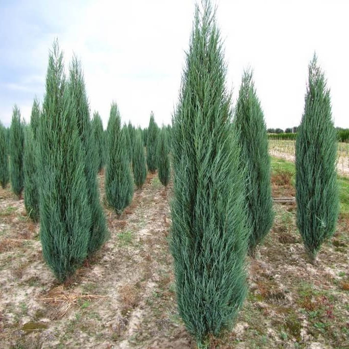 Можжевельник скальный "Блю эрроу" (Blue Arrow), С5