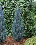 Можжевельник скальный "Блю эрроу" (Blue Arrow), С5, фото 2