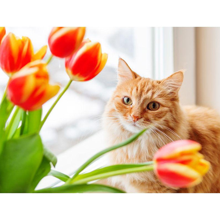 Набор для творчества "Рисование по номерам" 40*30см кошка с цветами DV-9520-4 - фото 1 - id-p220731881