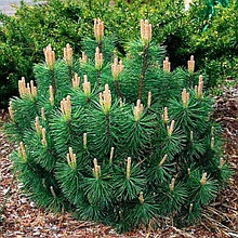 Сосна горная "Пумилио" (Pumilio), С5