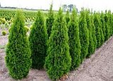 Туя западная "Смарагд", Р9, фото 2