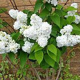 Сирень "Мадам Лемуан"(Madame Lemoine), С2, фото 3