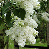 Сирень "Мадам Лемуан"(Madame Lemoine), С2, фото 4