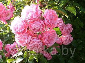 Роза Плетистая Моргенгрусс, фото 2