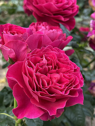 Роза Кейт, фото 2