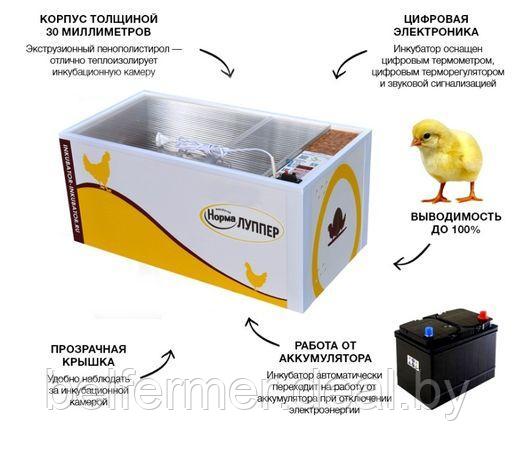 Инкубатор Норма ЛУППЕР С10 (Автомат, 72 яйца + Гигрометр + 12В). Фанерный лоток. Корпус - пластиковые - фото 4 - id-p170647539