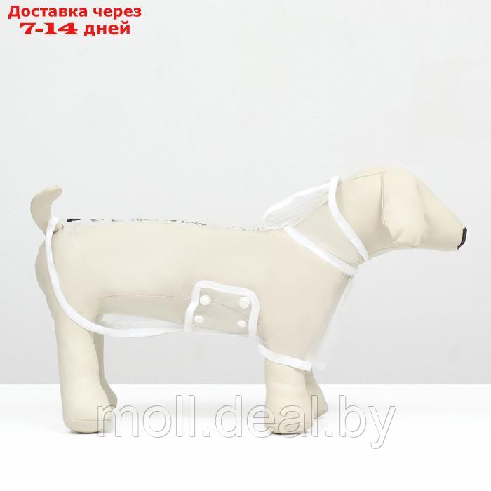Дождевик для собак, размер XS (ДС 18, ОГ 25-30, ОШ 25 см), белый - фото 5 - id-p220741457