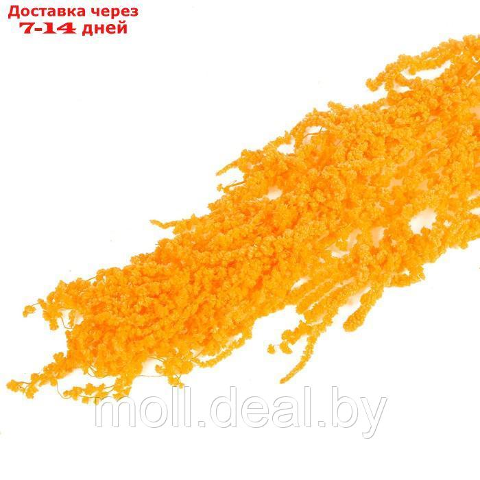 Сухие цветы амаранта , 100 гр, размер листа от 50 до 60 см, цвет оранжевый - фото 3 - id-p220739198