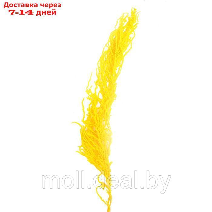 Сухие цветы амаранта , 100 гр, размер листа от 50 до 60 см, цвет желтый - фото 1 - id-p220739199