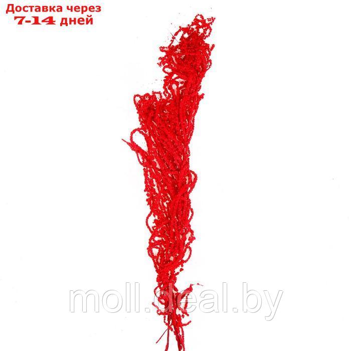 Сухие цветы амаранта , 100 гр, размер листа от 50 до 60 см, цвет красный - фото 1 - id-p220739201