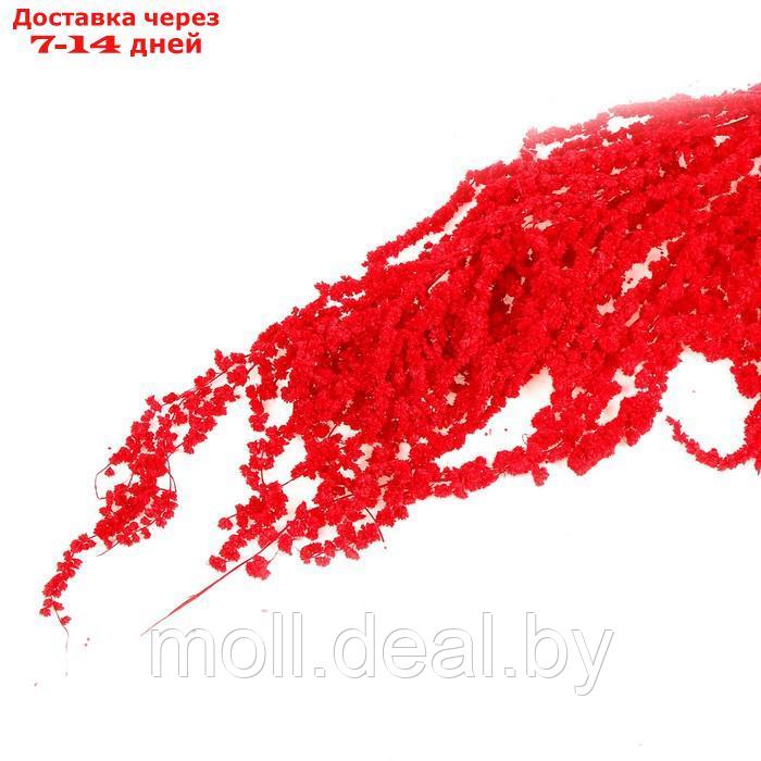 Сухие цветы амаранта , 100 гр, размер листа от 50 до 60 см, цвет красный - фото 3 - id-p220739201