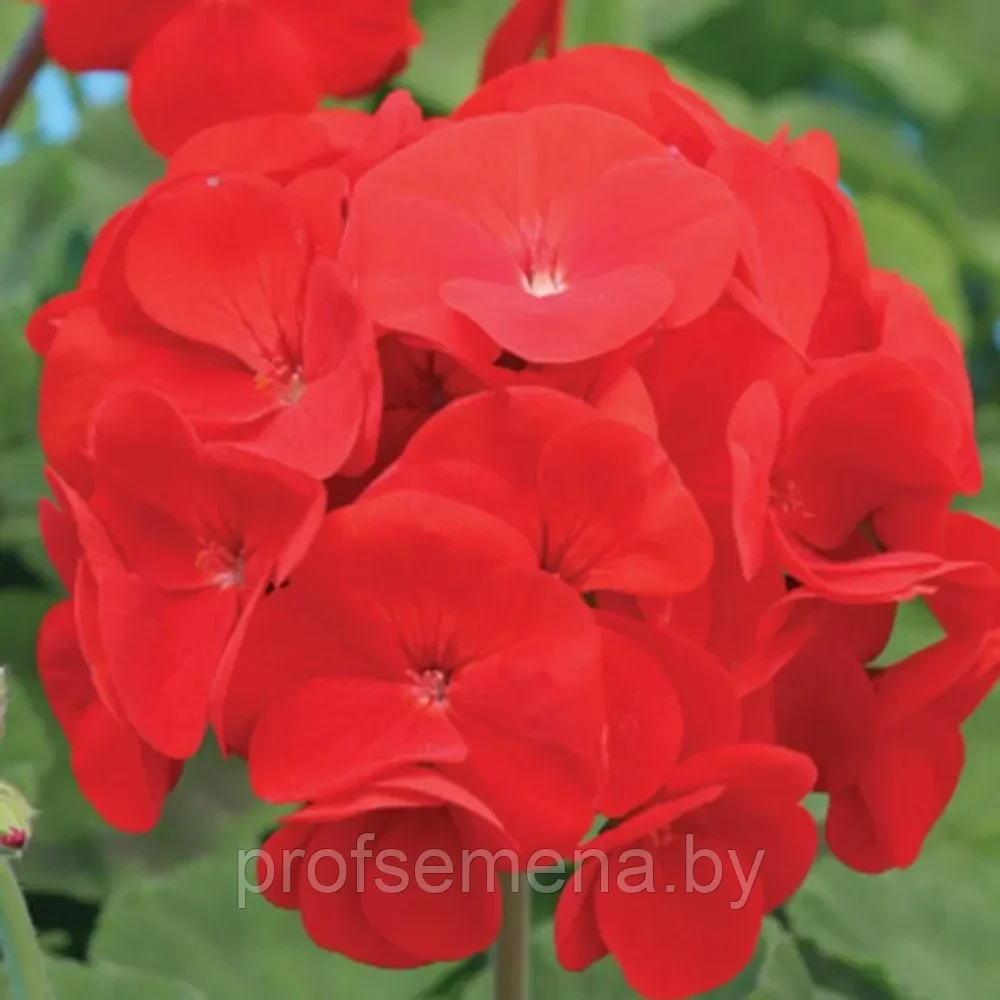 Пеларгония Алена тёмно-красная F1, семена цветов, 4 шт., (чп) - фото 1 - id-p220758047