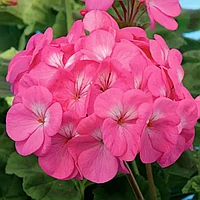 Пеларгония Павла фиолетово-розовая с белым глазком F1, семена, 4 шт., (чп)