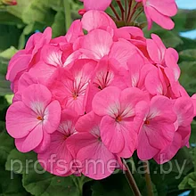 Пеларгония Павла фиолетово-розовая с белым глазком F1, семена, 4 шт., (чп)