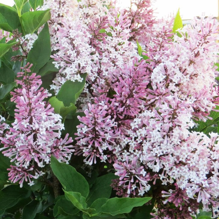 Сирень раскидистая "Мисс Ким" (SYRINGA Miss Kim), С3