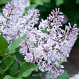 Сирень раскидистая "Мисс Ким" (SYRINGA Miss Kim), С3, фото 2