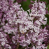 Сирень раскидистая "Мисс Ким" (SYRINGA Miss Kim), С3, фото 3