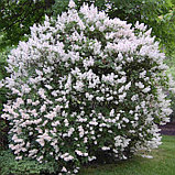 Сирень раскидистая "Мисс Ким" (SYRINGA Miss Kim), С3, фото 4