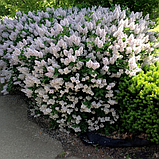 Сирень раскидистая "Мисс Ким" (SYRINGA Miss Kim), С3, фото 5