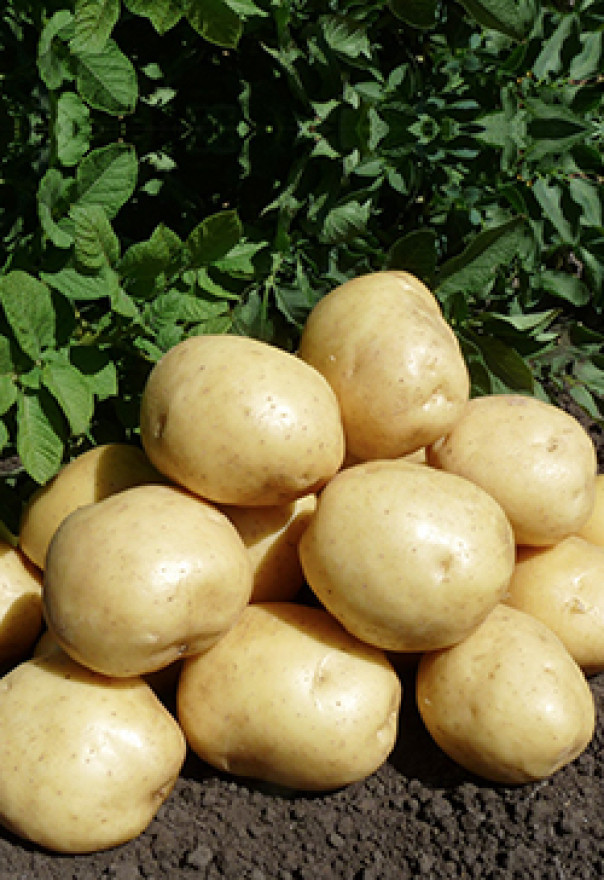 Картофель семенной Коломбо 2репродукция - фото 1 - id-p213098611