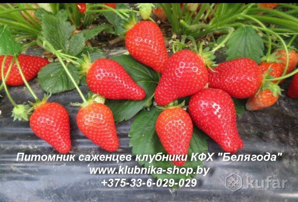 Земляника Альба Описание Фото Отзывы