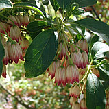 Энкиантус колокольчатый (Enkianthus campanulatus), С5, фото 2